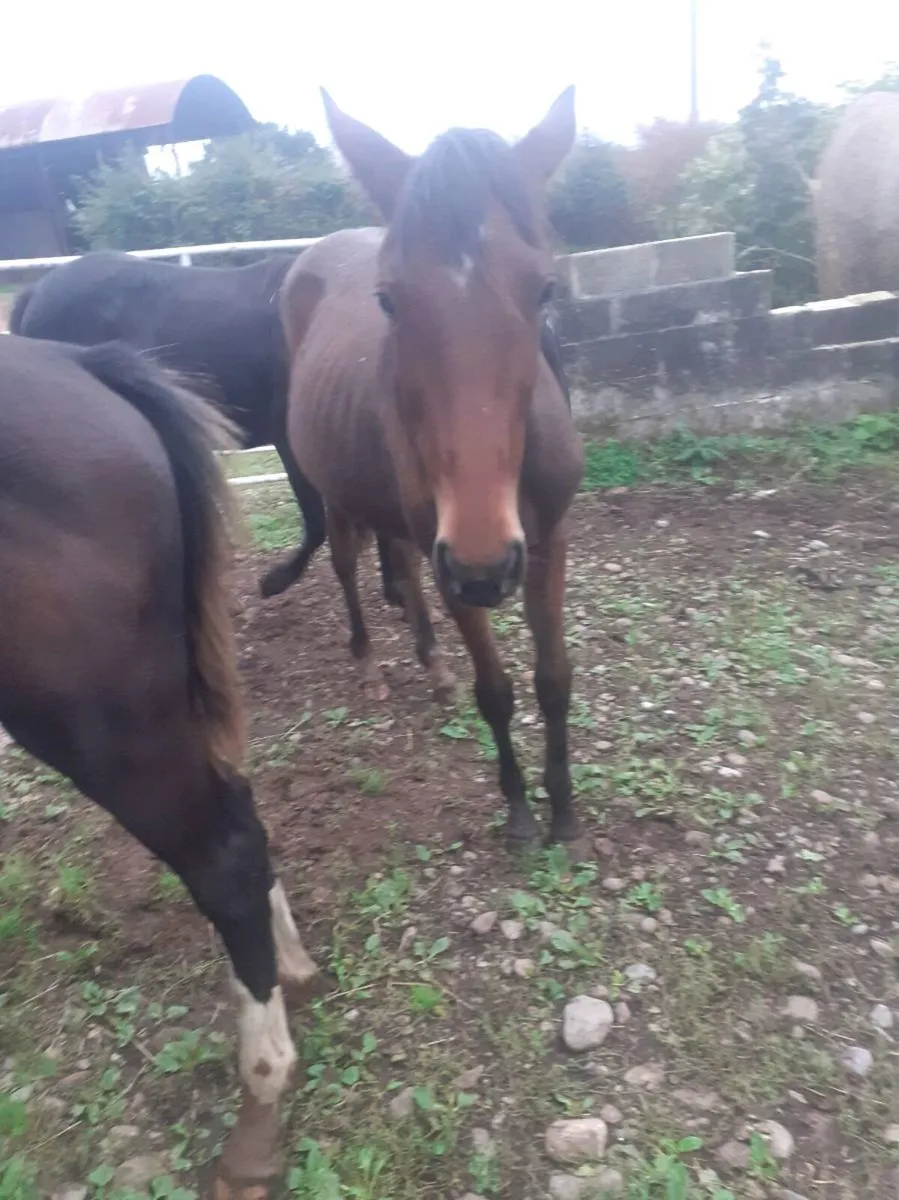 Horses - Image 2