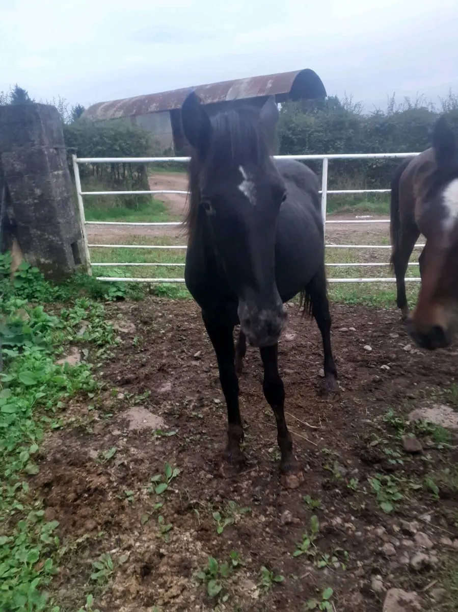 Horses - Image 3