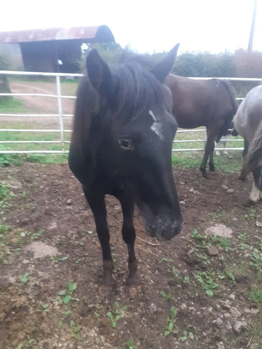 Horses - Image 4