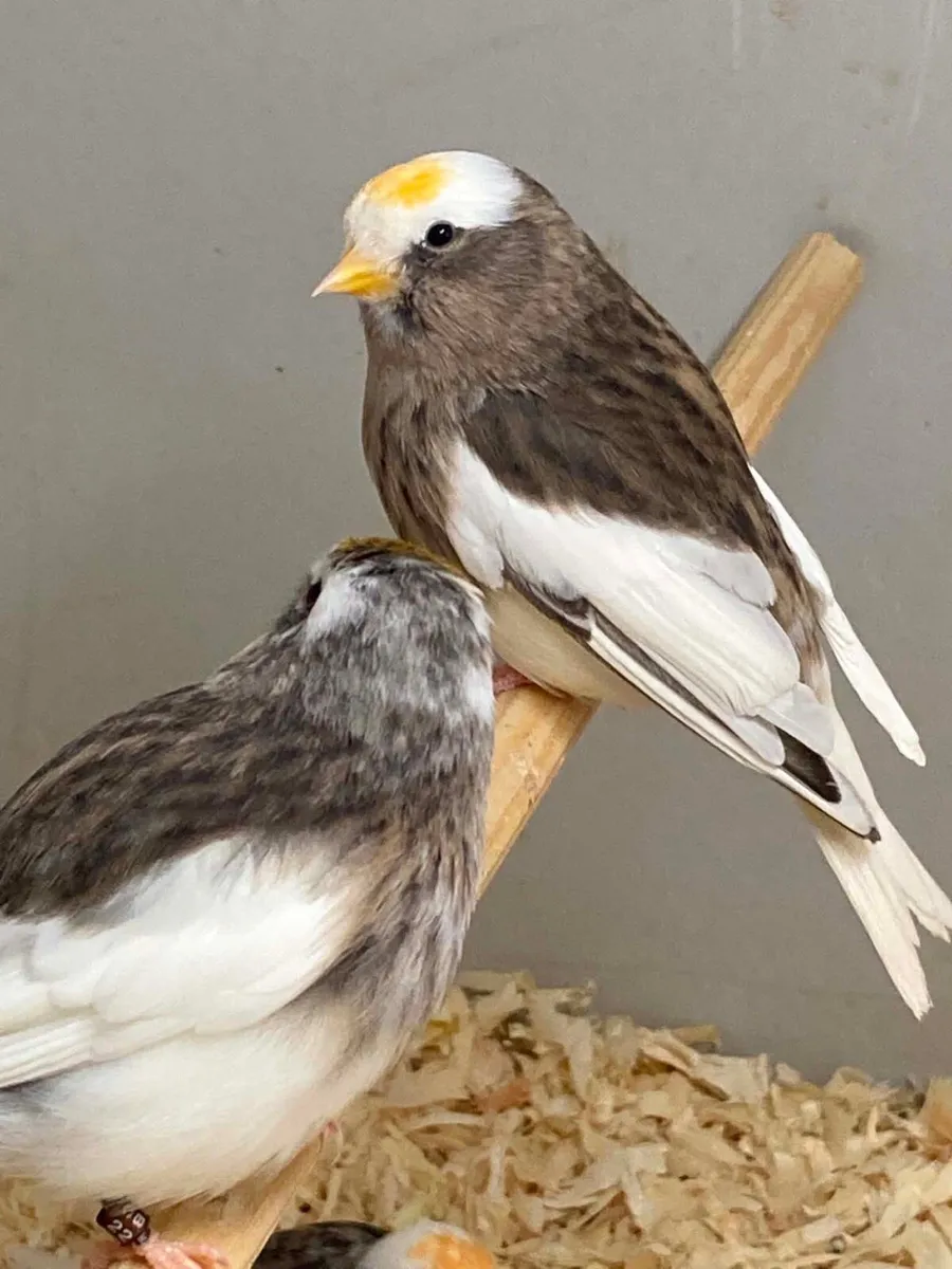 Birds - Image 1