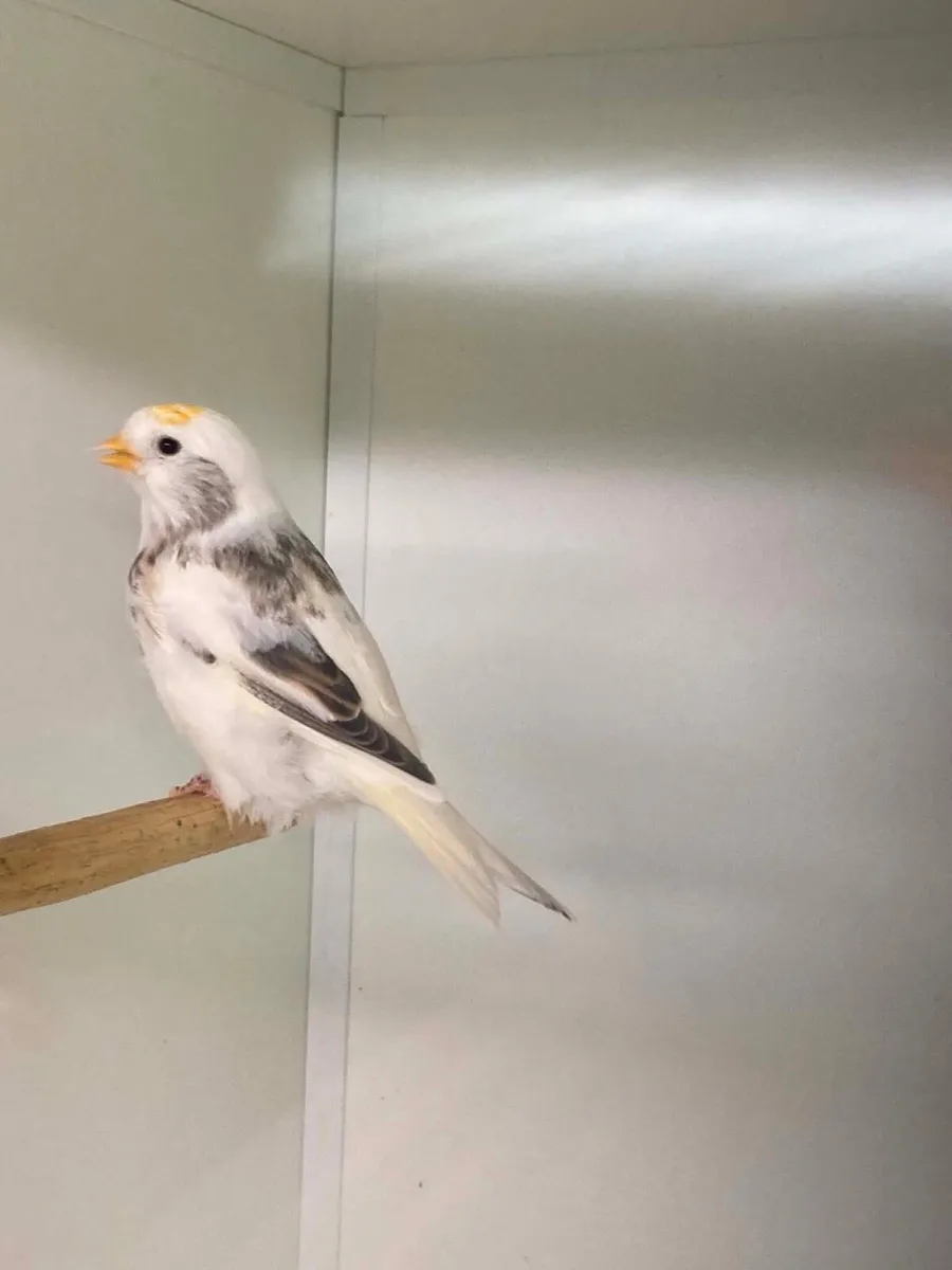 Birds - Image 2