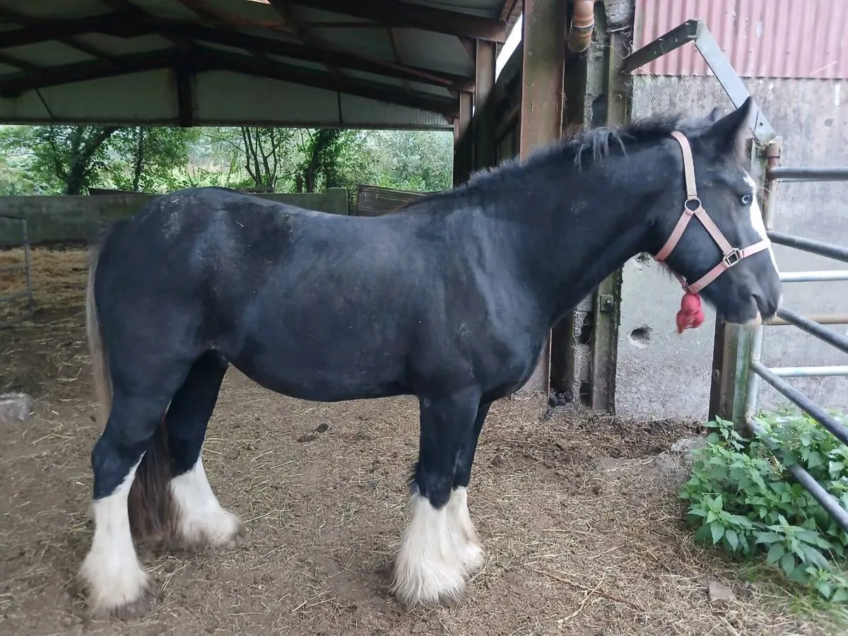 Quality 3yr old Cob - Image 1