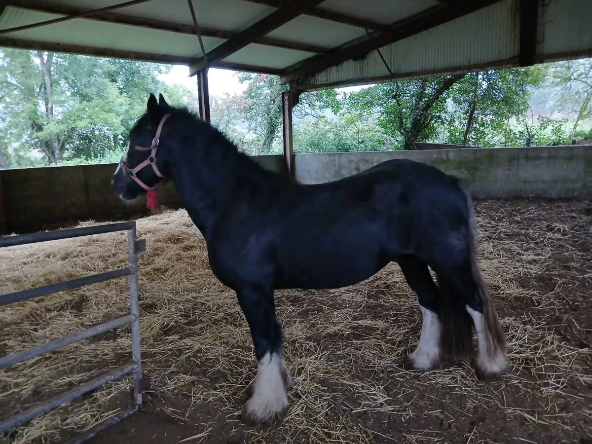 Quality 3yr old Cob - Image 2