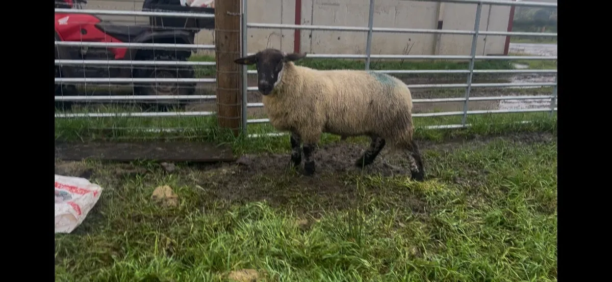 Suftex Ram lamb - Image 1