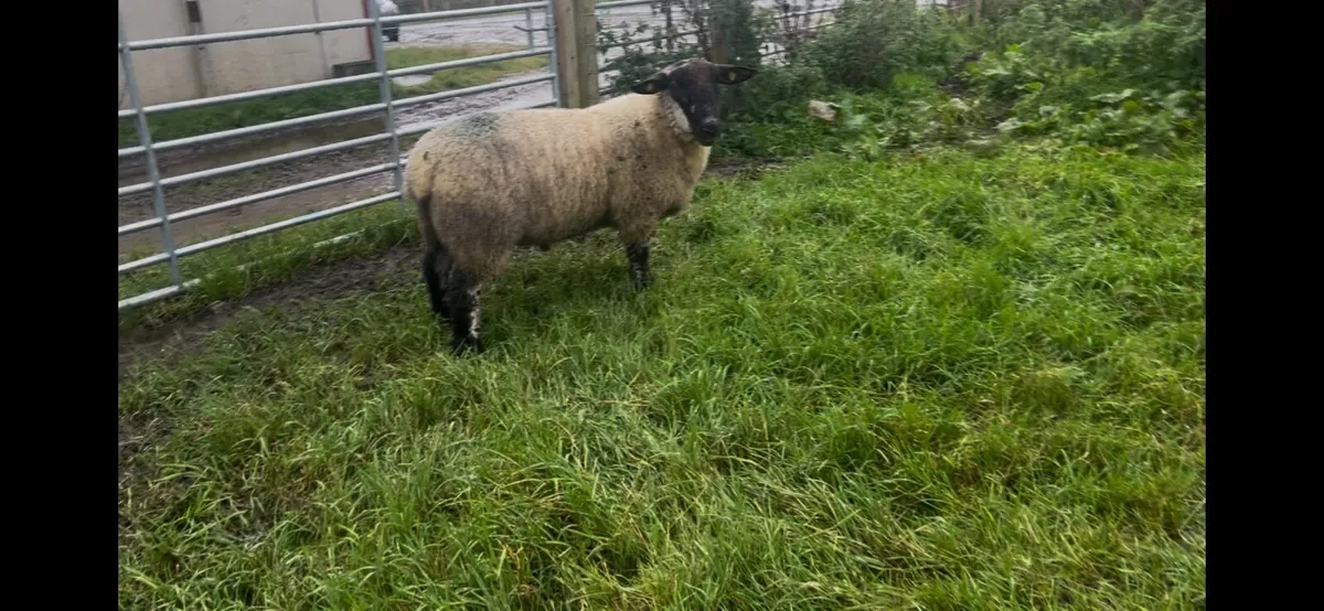 Suftex Ram lamb - Image 2