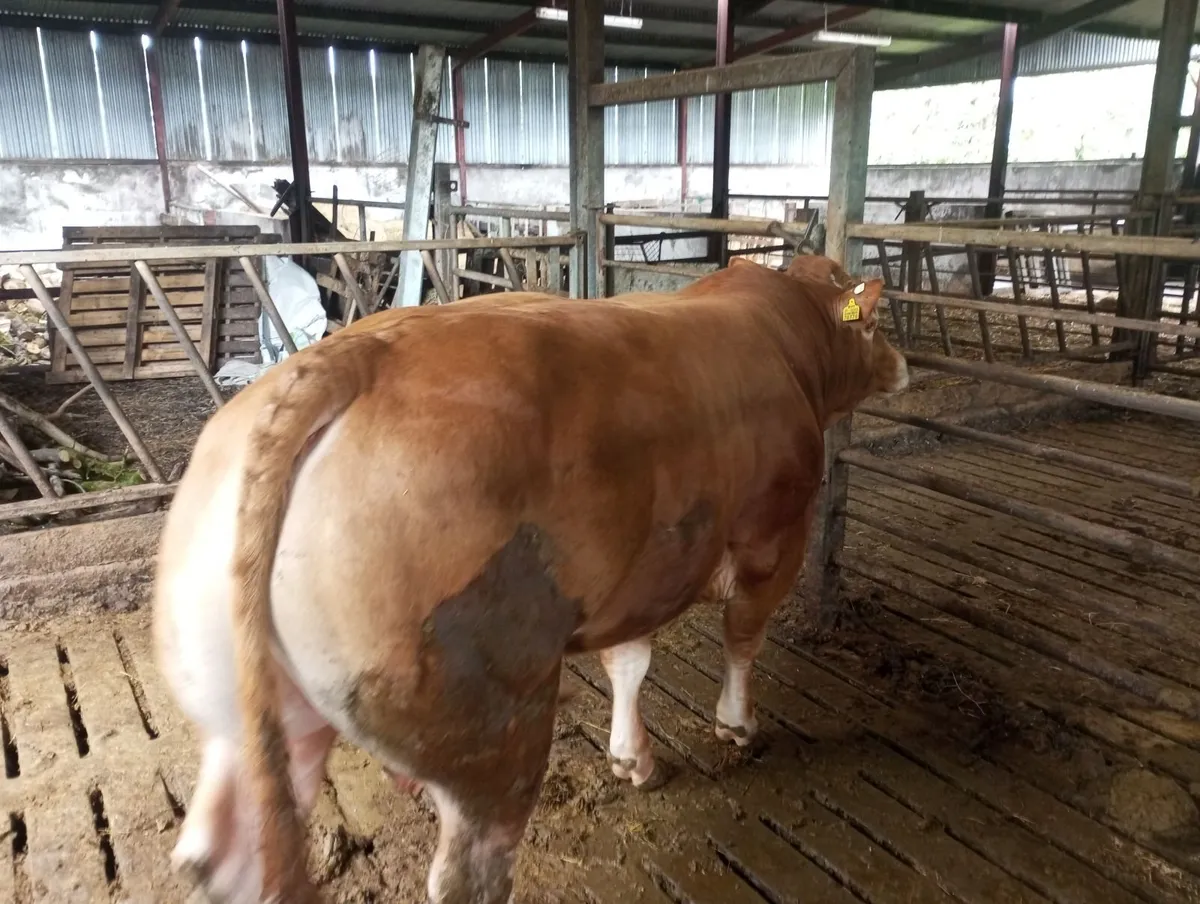 5⭐️ PBR Limousin Bull - Image 2
