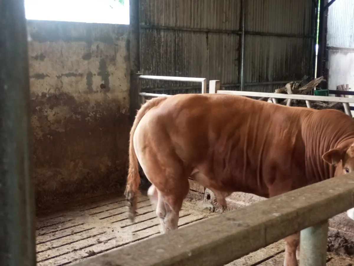 5⭐️ PBR Limousin Bull - Image 3