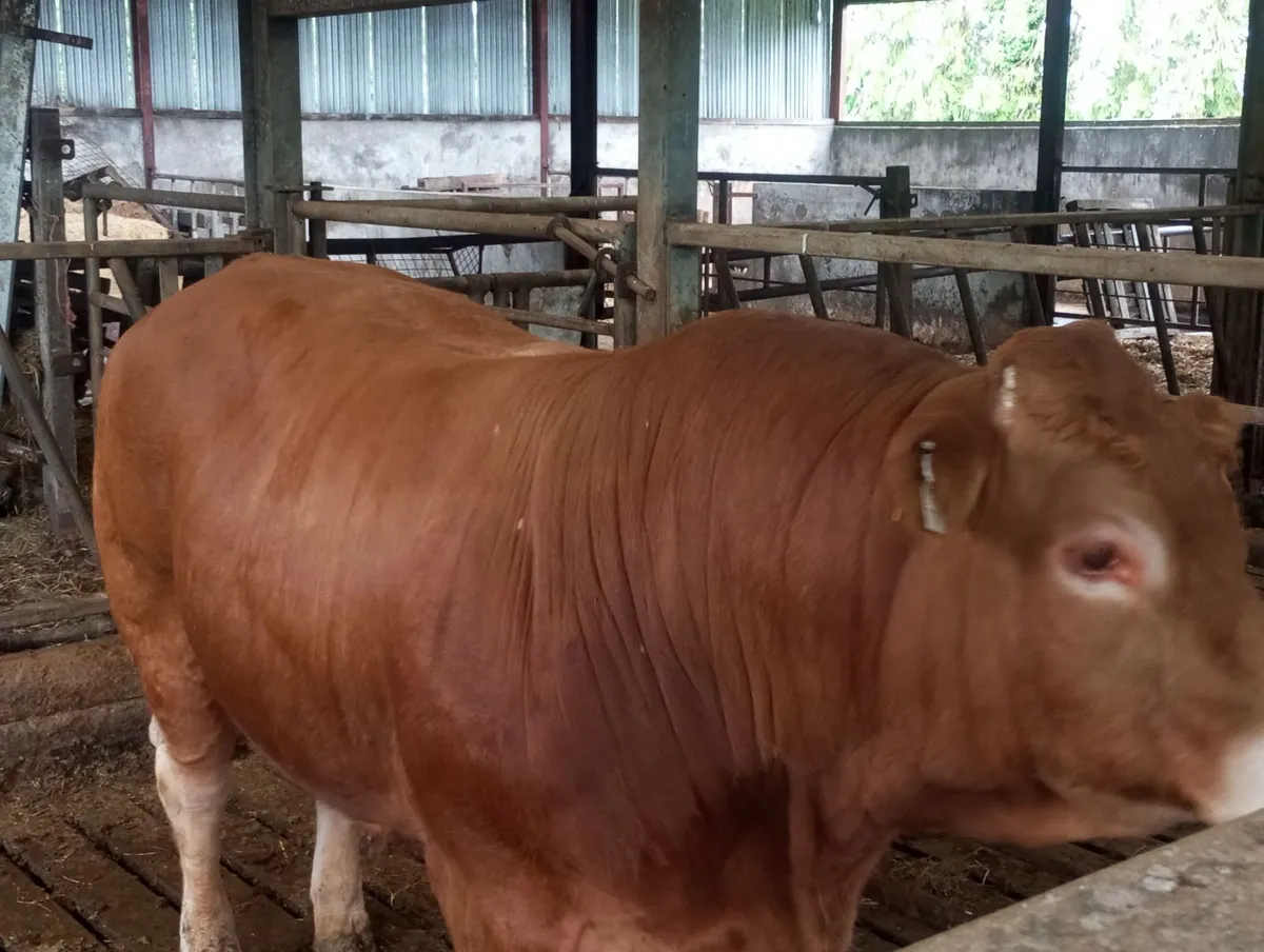5⭐️ PBR Limousin Bull - Image 4
