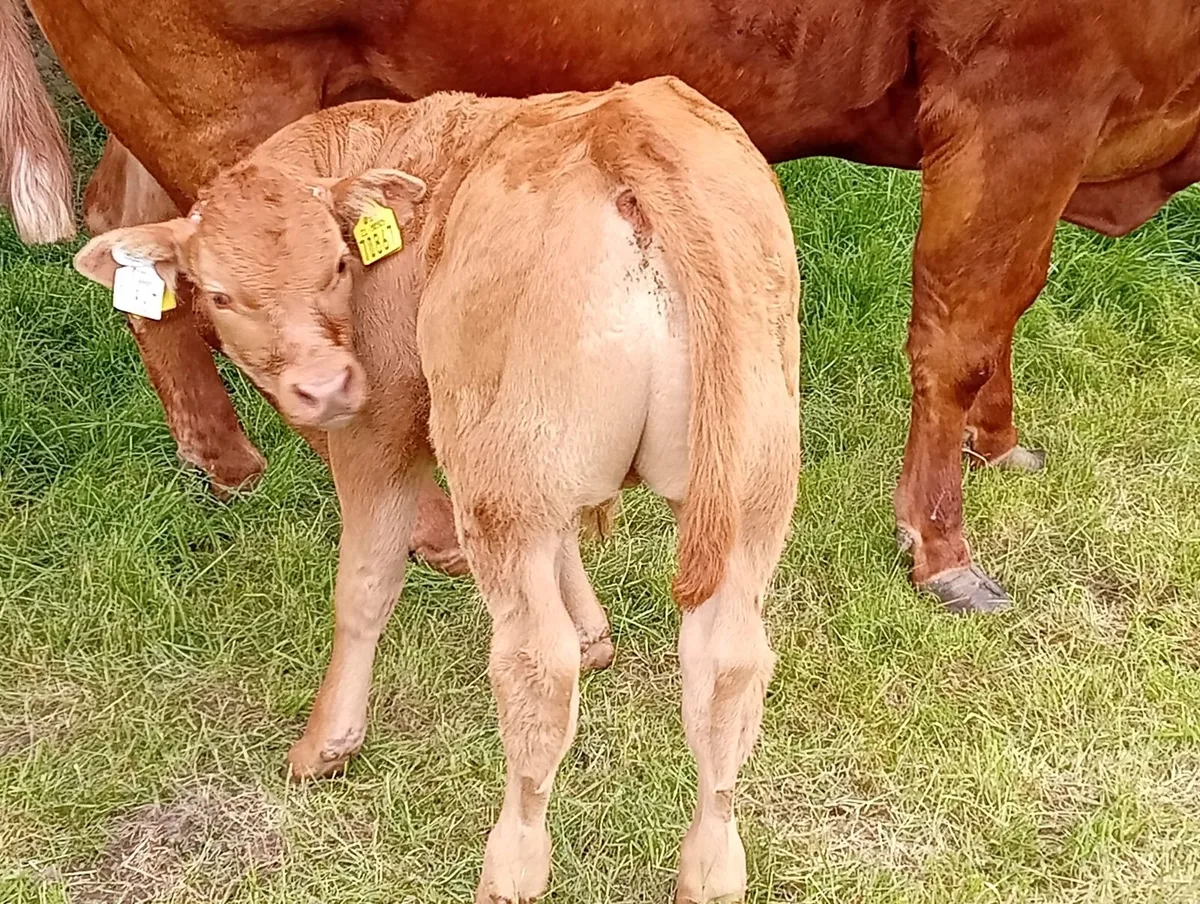 5⭐️ PBR Limousin Bull - Image 4