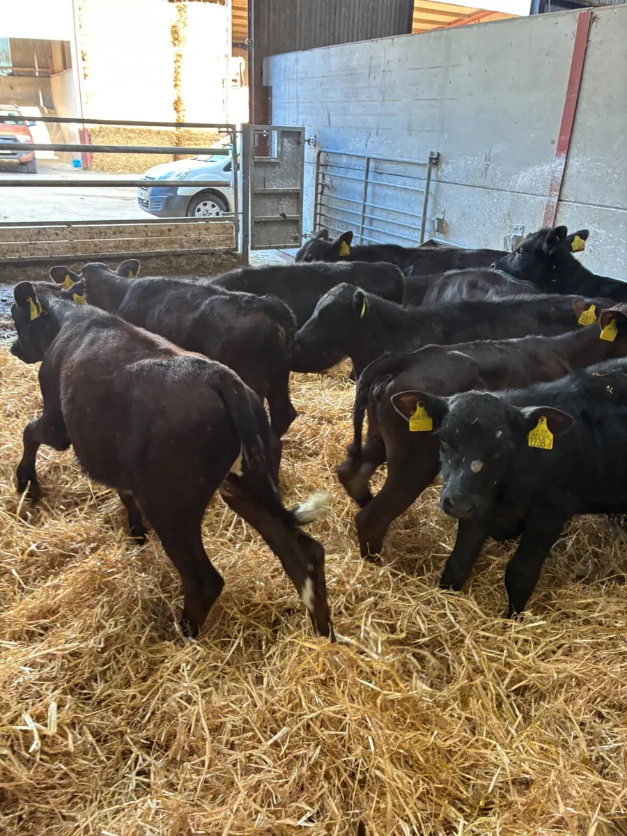 Angus lim bulls and heifers - Image 4