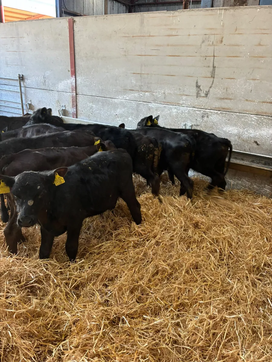 Angus lim bulls and heifers - Image 3