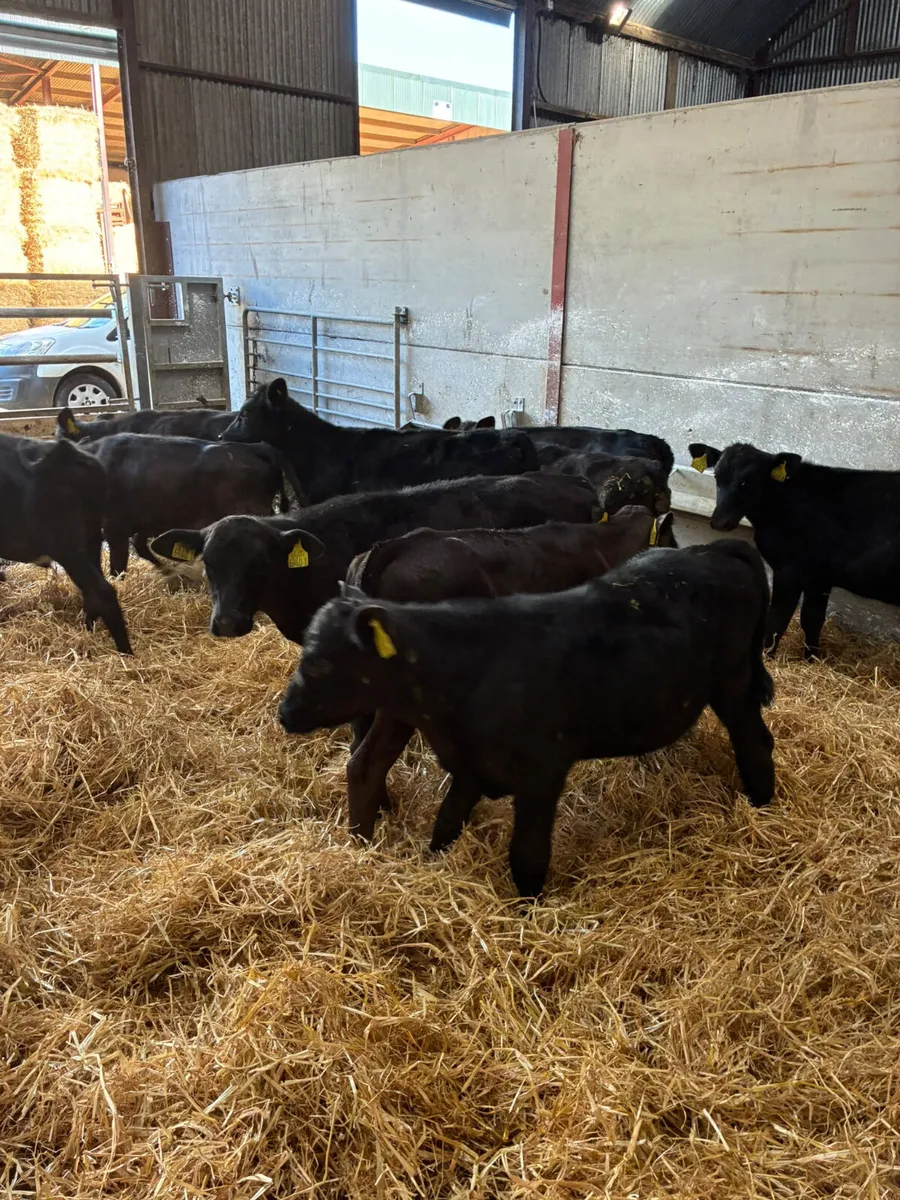 Angus lim bulls and heifers - Image 2