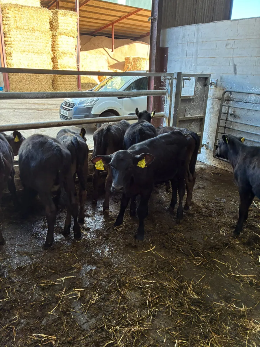 Angus lim bulls and heifers - Image 1