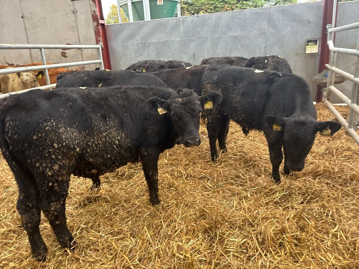 8 super Angus bull weanlings - Image 1