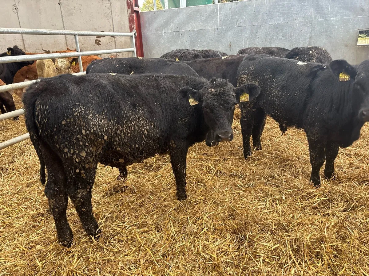 8 super Angus bull weanlings - Image 3