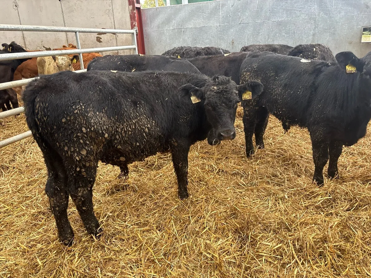8 super Angus bull weanlings - Image 4