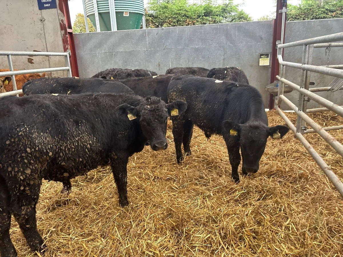 8 super Angus bull weanlings - Image 2