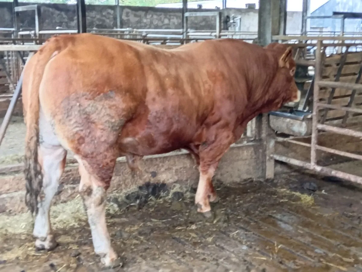 5⭐️ PBR Limousin Bull - Image 1