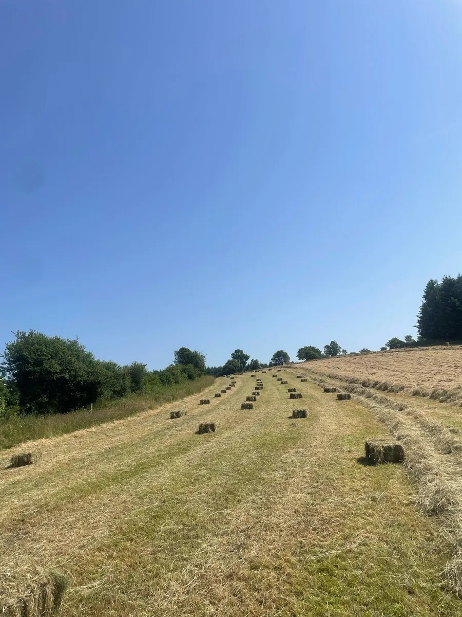 Small square bales of hay