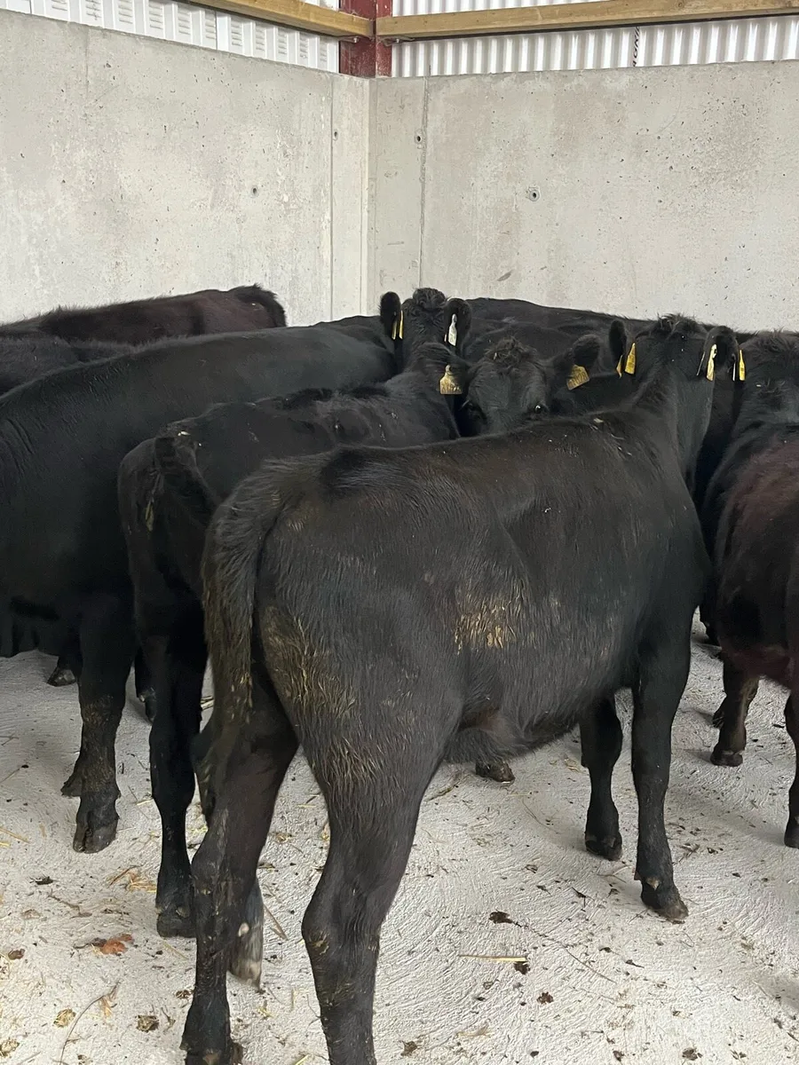 12 Angus heifers (225kg) - Image 1