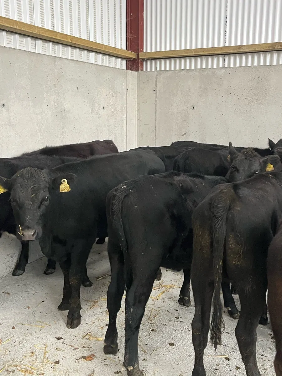 12 Angus heifers (225kg) - Image 2