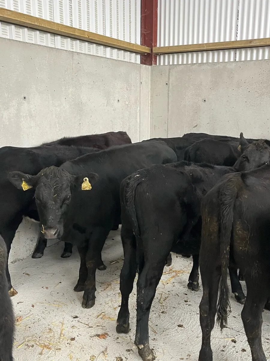 12 Angus heifers (225kg) - Image 3