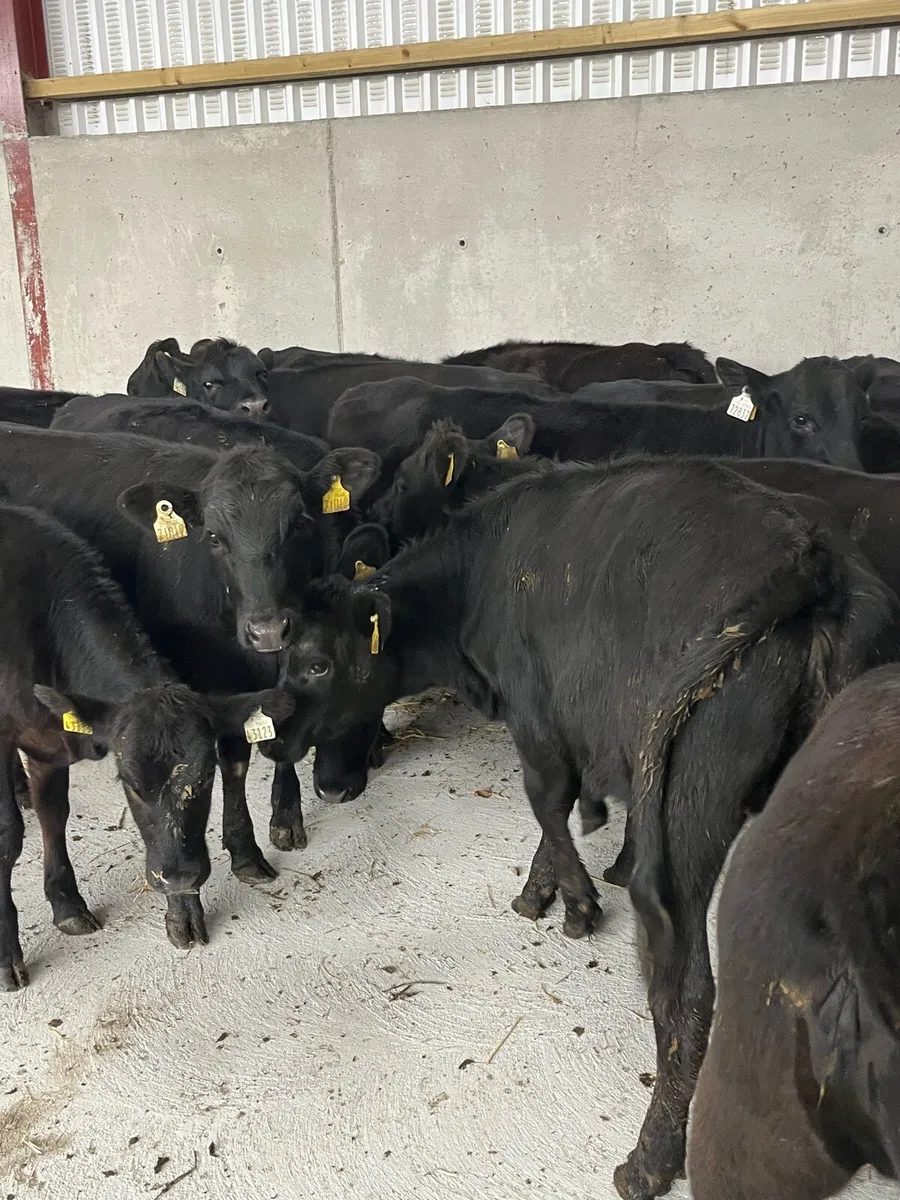 12 Angus heifers (225kg) - Image 4