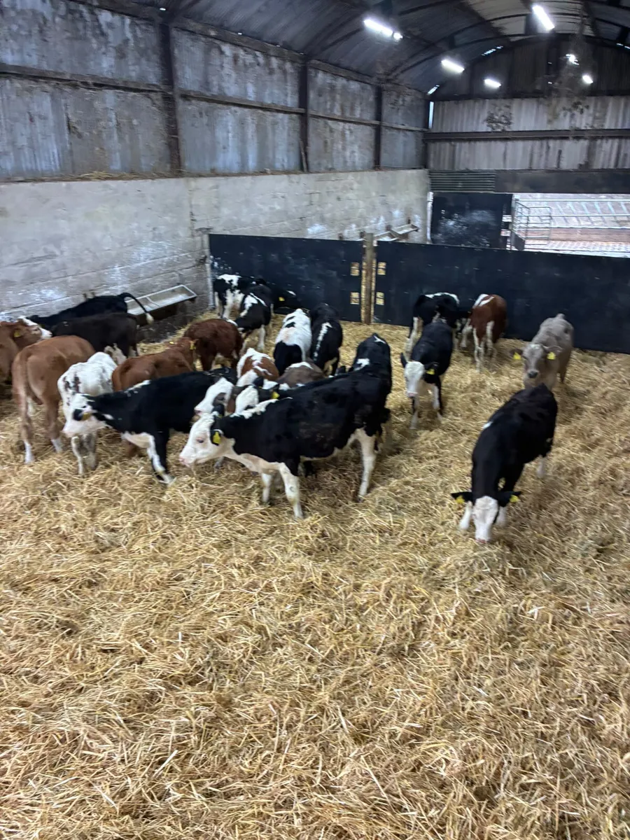 Hereford sim and Fkv bulls - Image 1