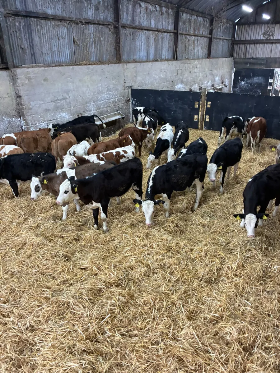 Hereford sim and Fkv bulls - Image 2