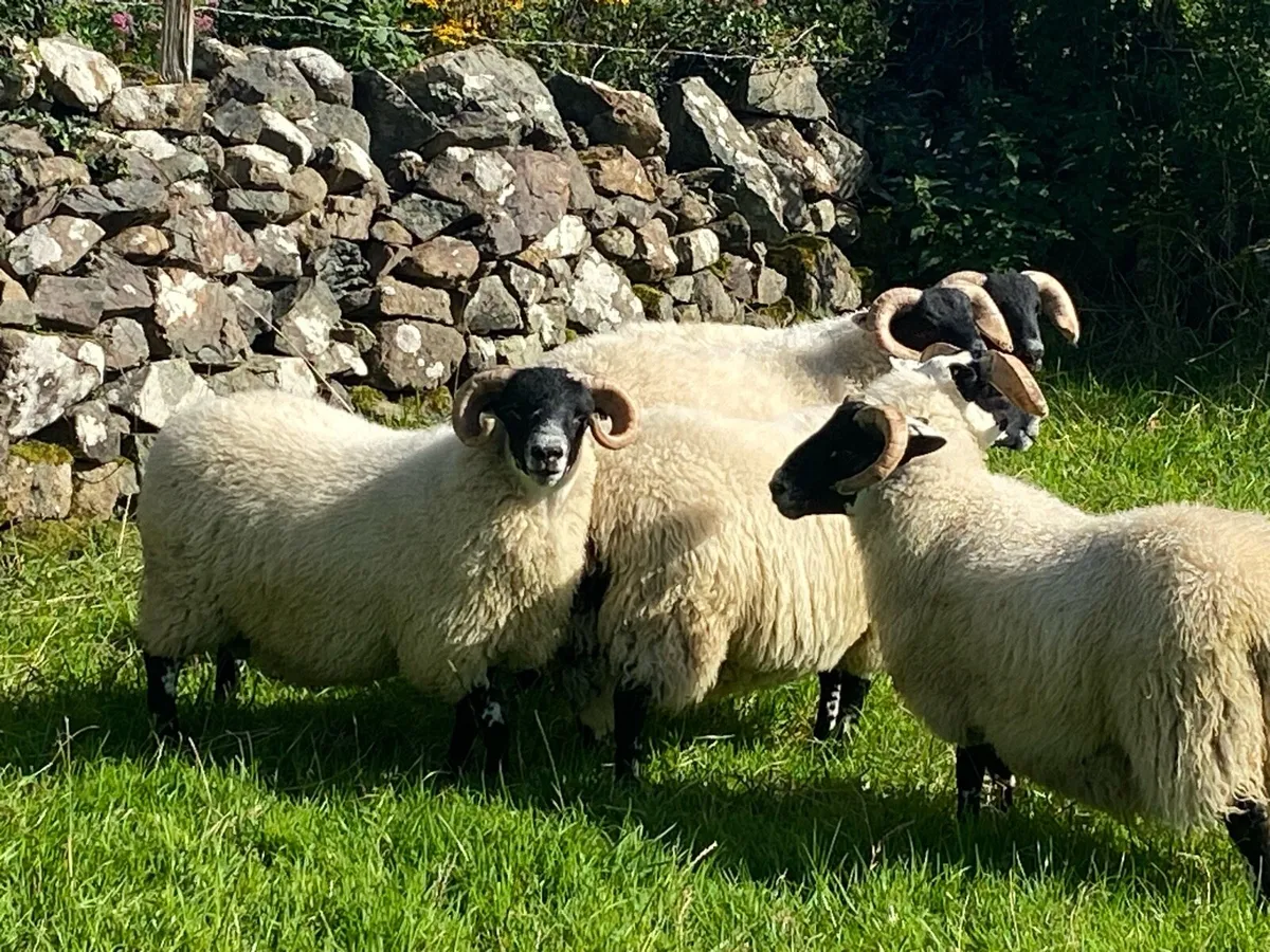 Lanark Lamb Rams - Image 1