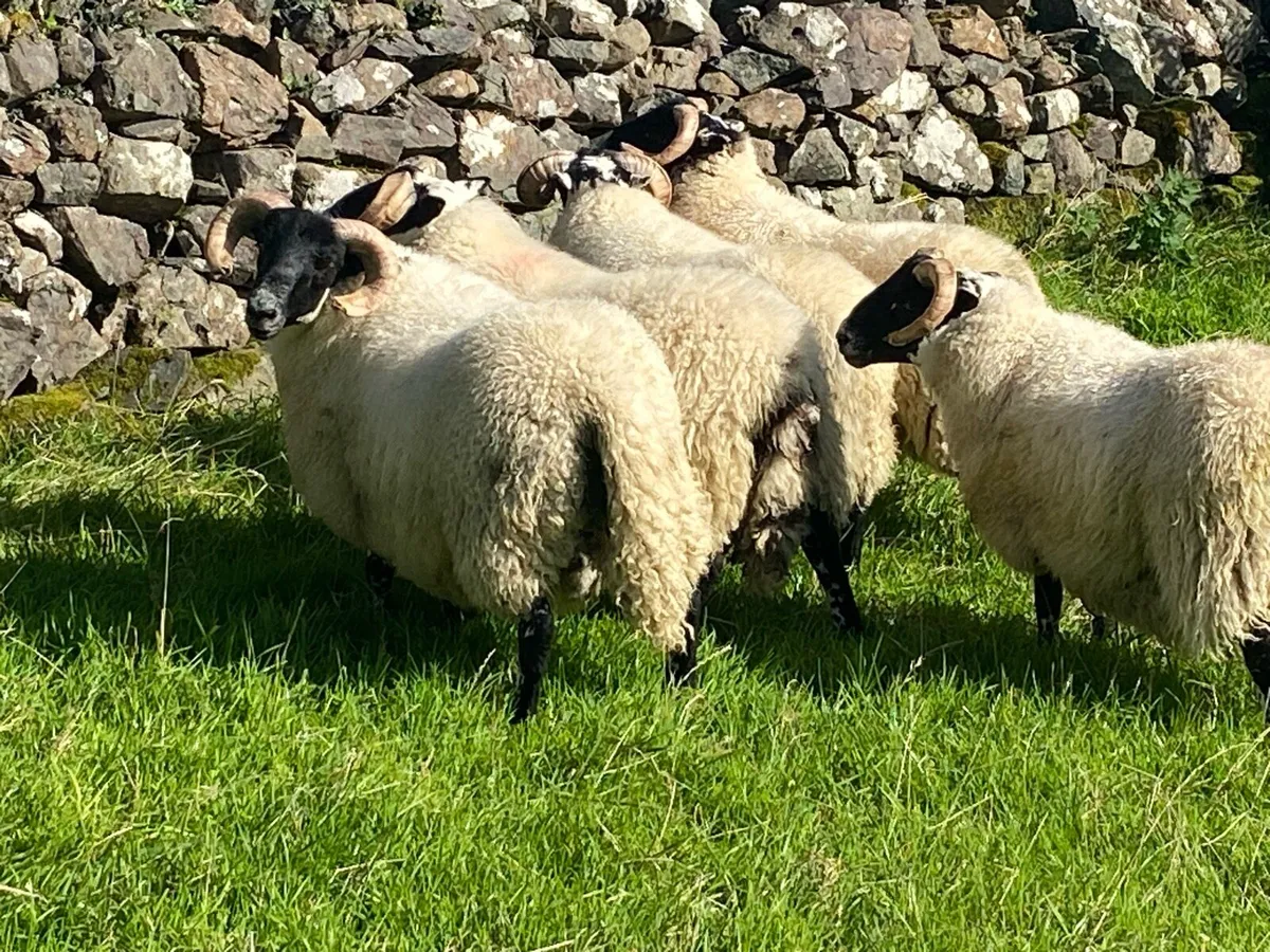 Lanark Lamb Rams - Image 2