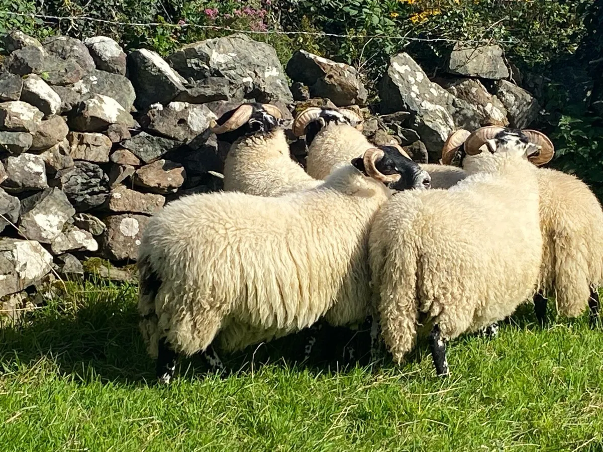 Lanark Lamb Rams - Image 3