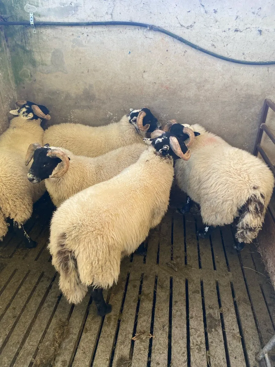 Lanark Lamb Rams - Image 4