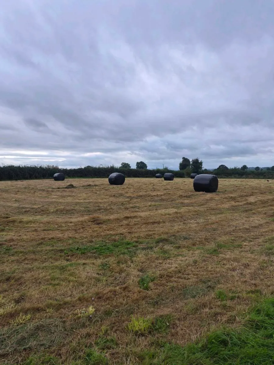 Baled second cut silage - Image 2