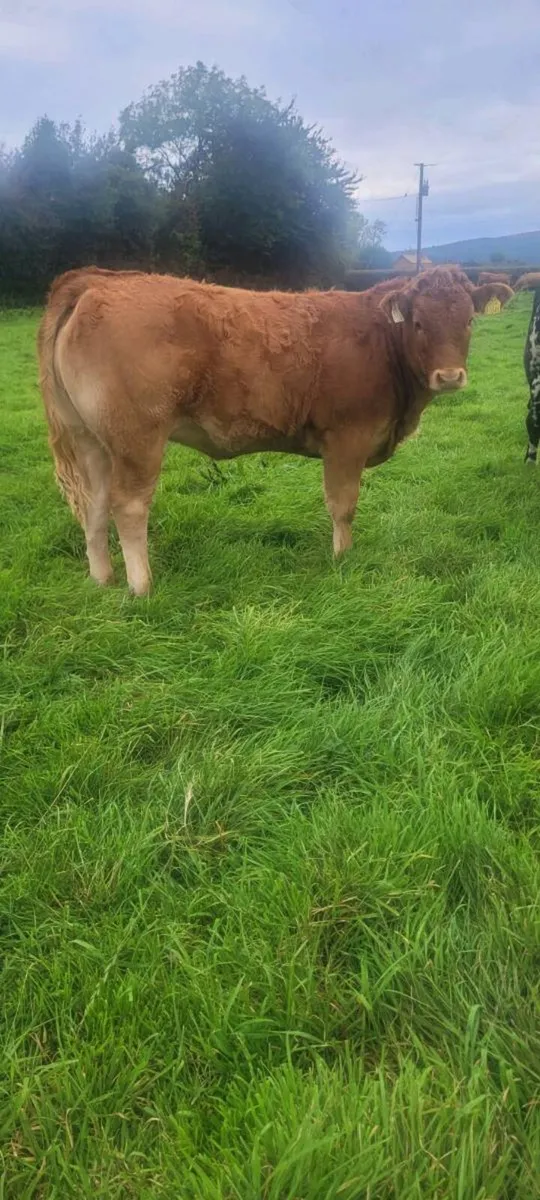 Roan colour heifer and limousin weanlings - Image 4