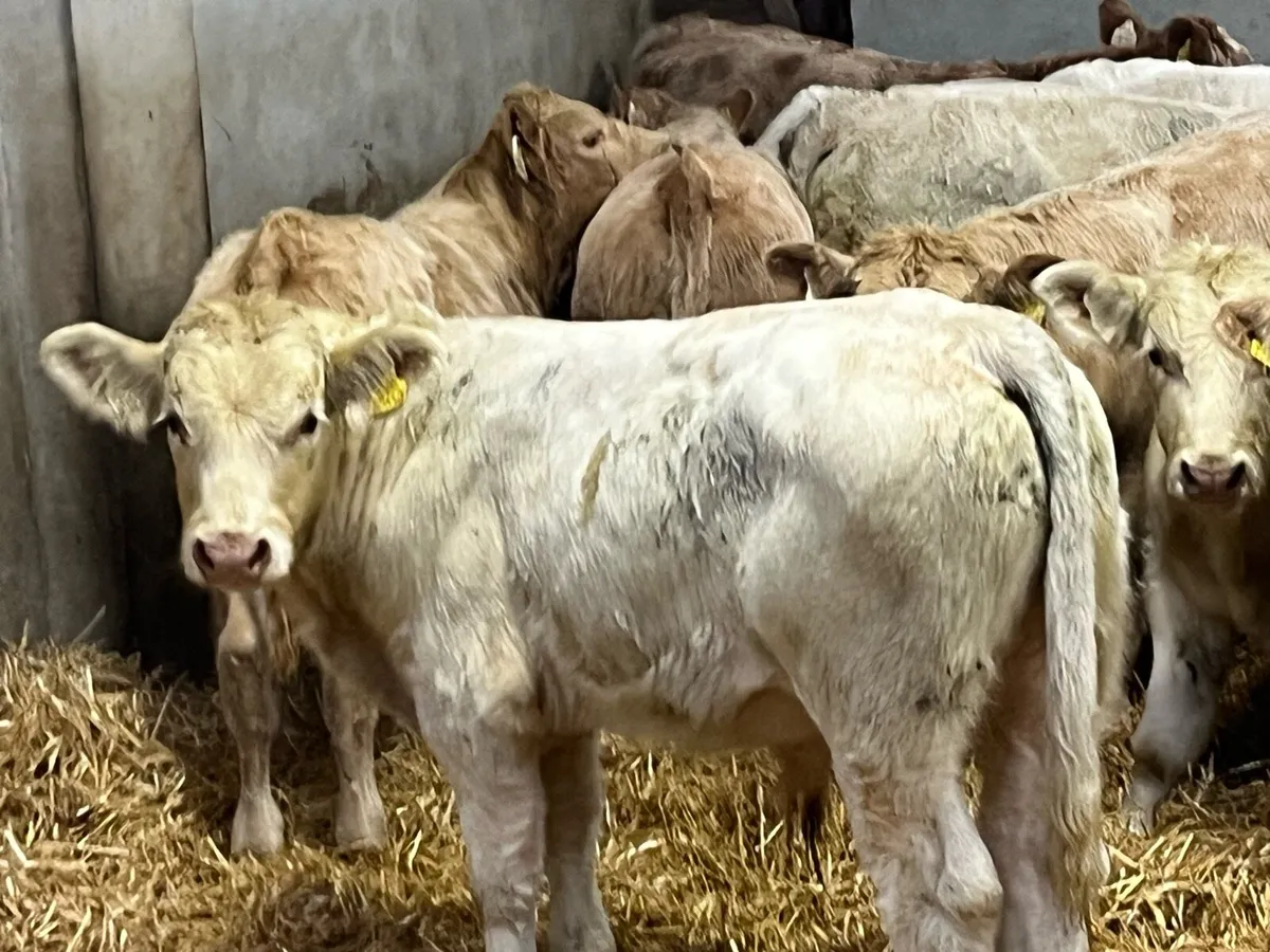 18 Super 300Kg CHX Bull Weanlings - Image 2
