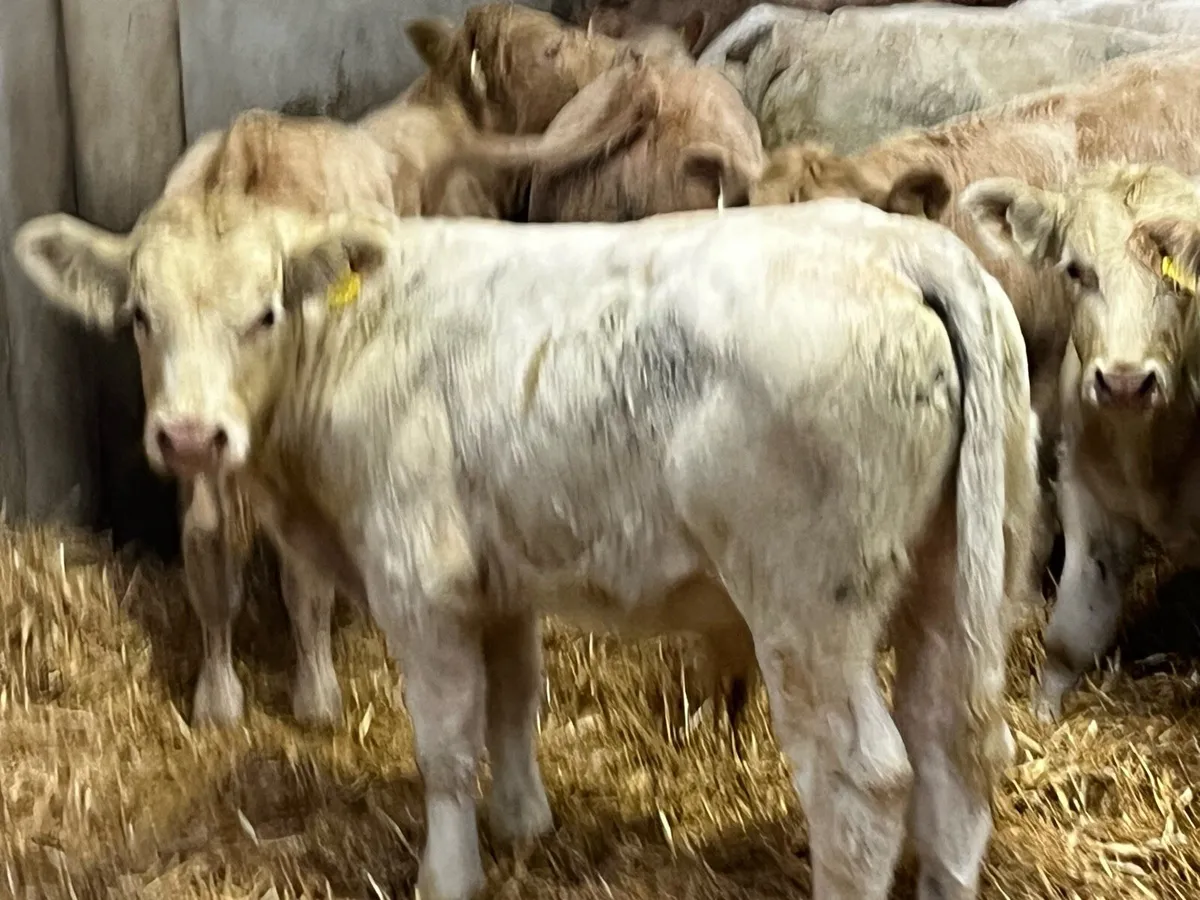 18 Super 300Kg CHX Bull Weanlings - Image 3