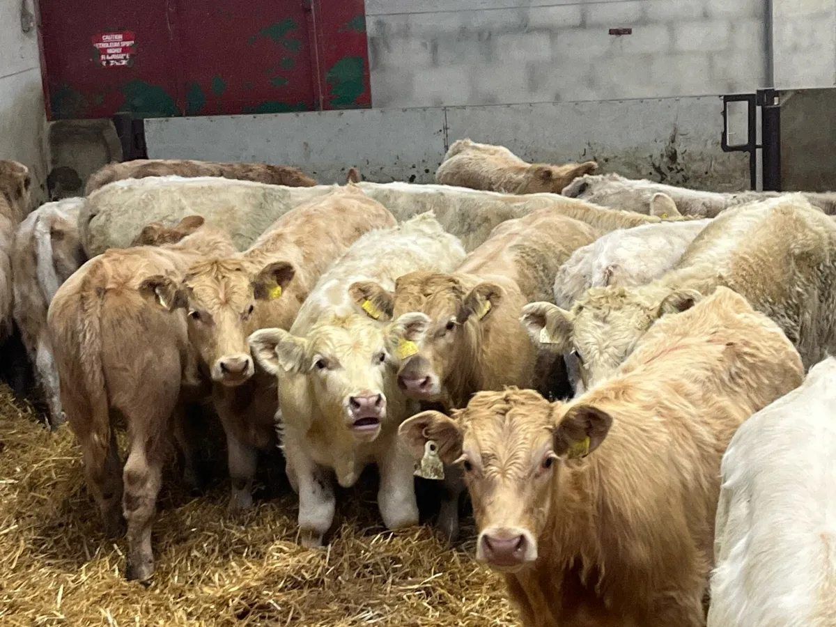 18 Super 300Kg CHX Bull Weanlings - Image 4