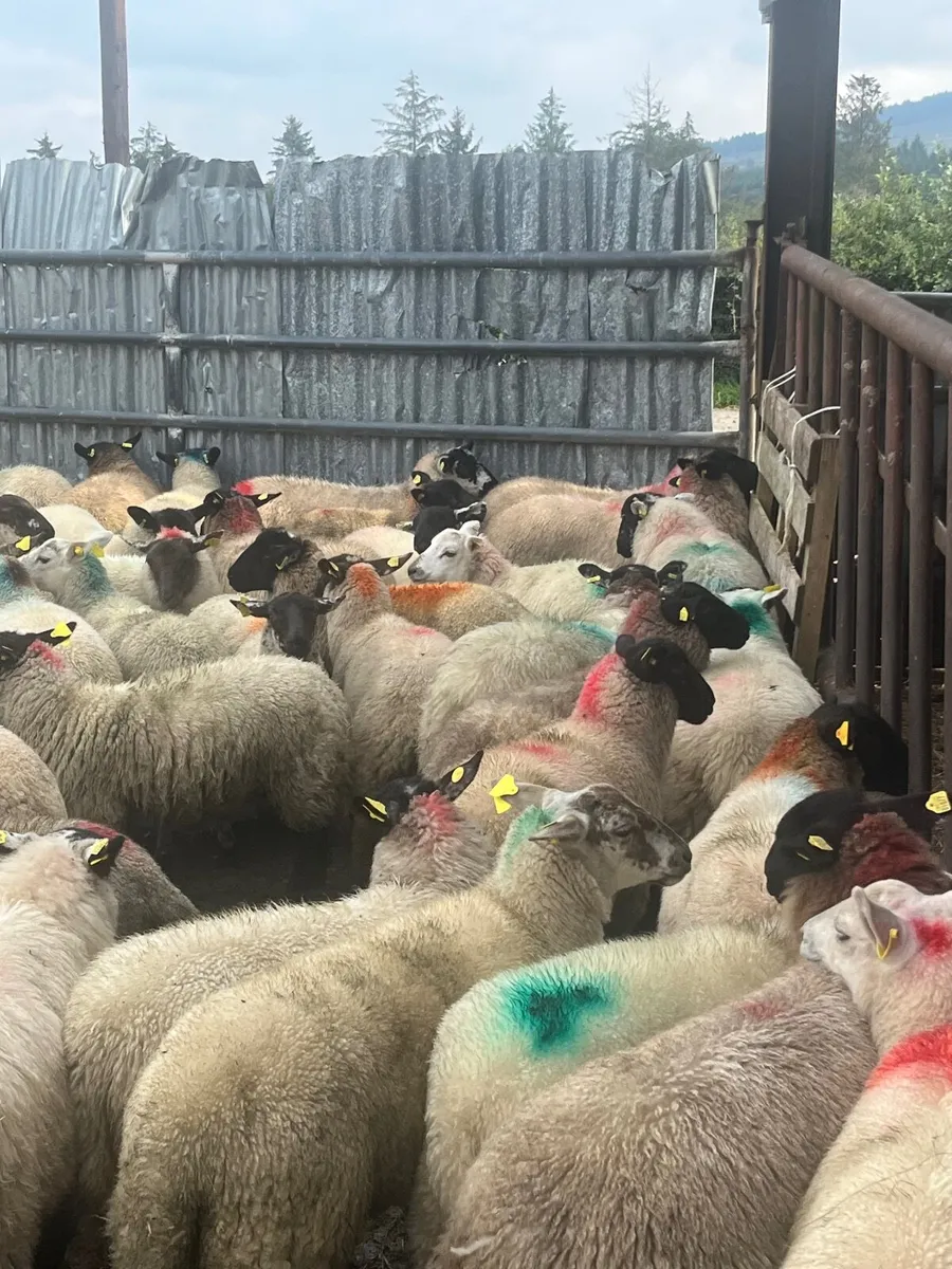 90 super ewe lambs - Image 2