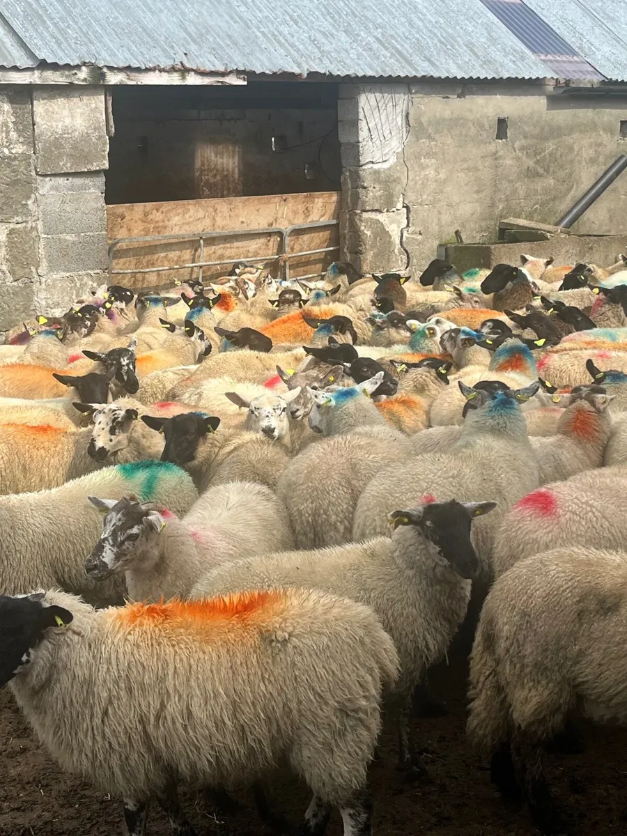 90 super ewe lambs - Image 3