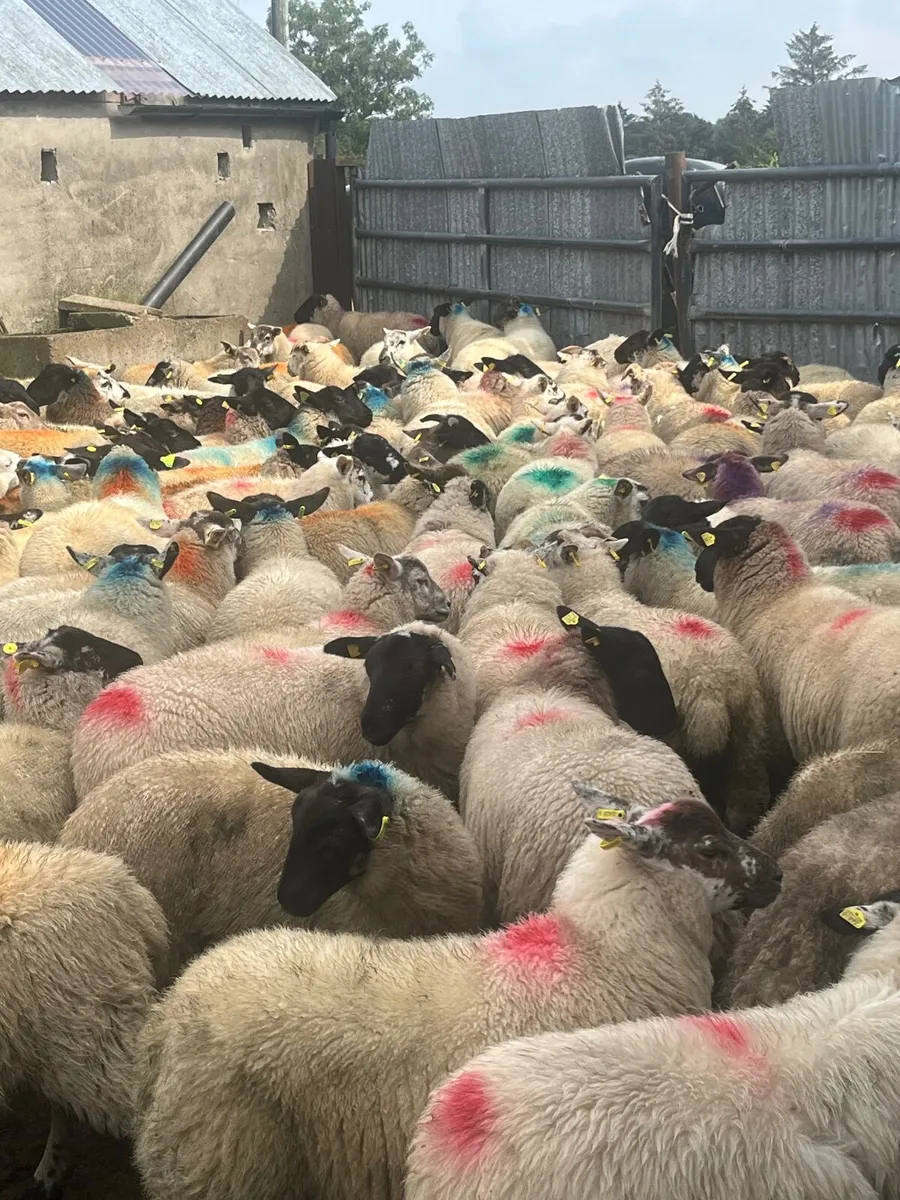 90 super ewe lambs - Image 1