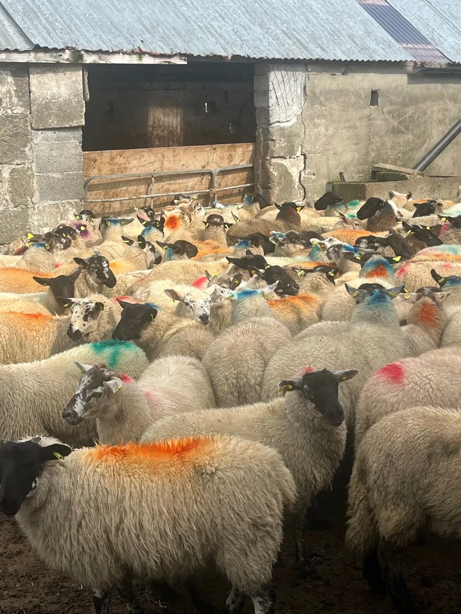90 super ewe lambs - Image 4