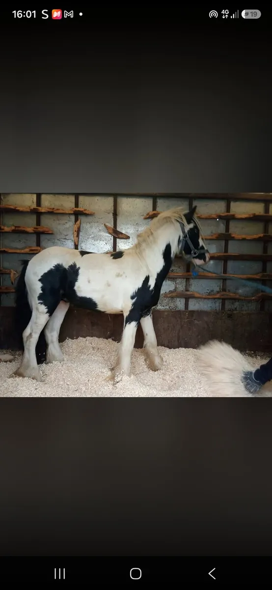 Pony