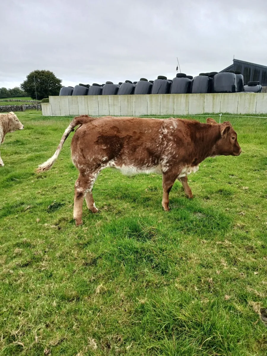 Weanling heifers for ballinrobe show and sale - Image 1