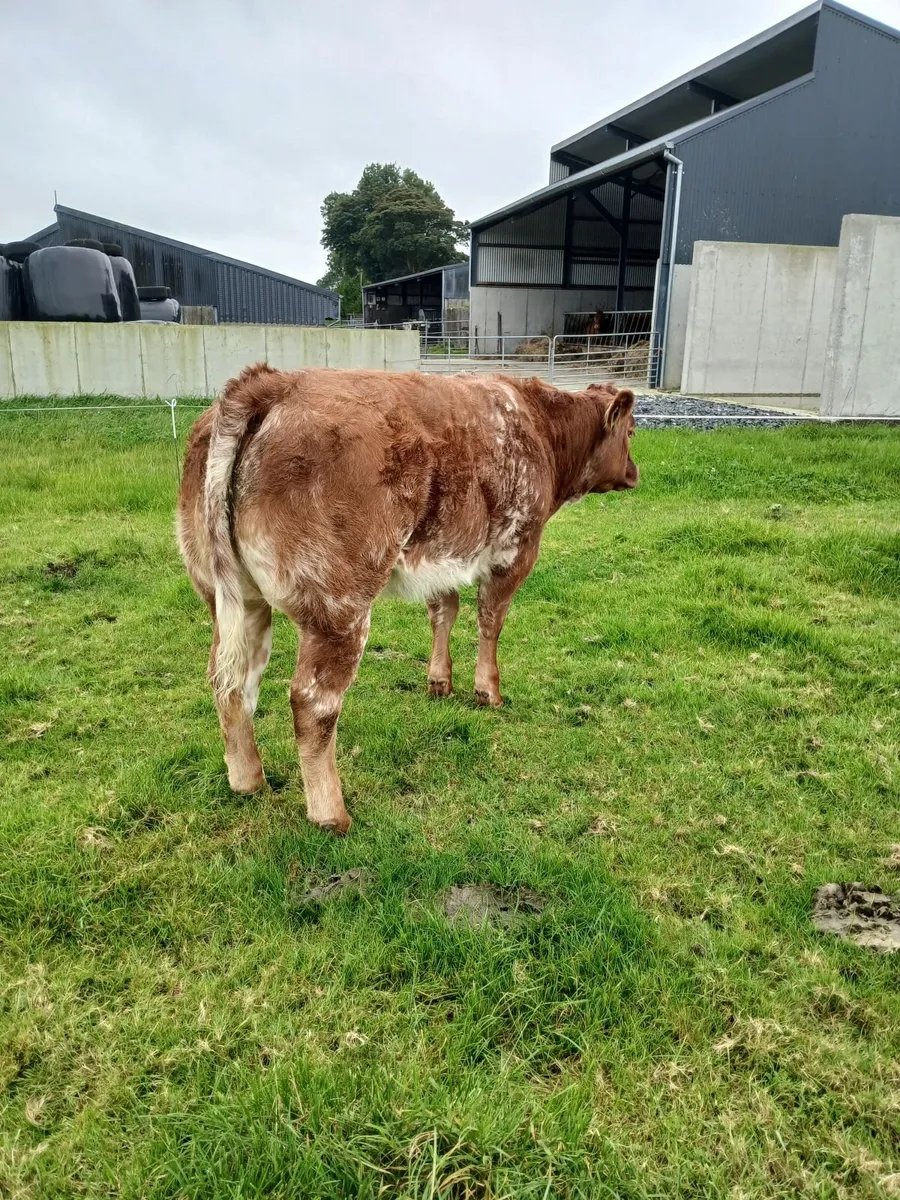 Weanling heifers for ballinrobe show and sale - Image 2