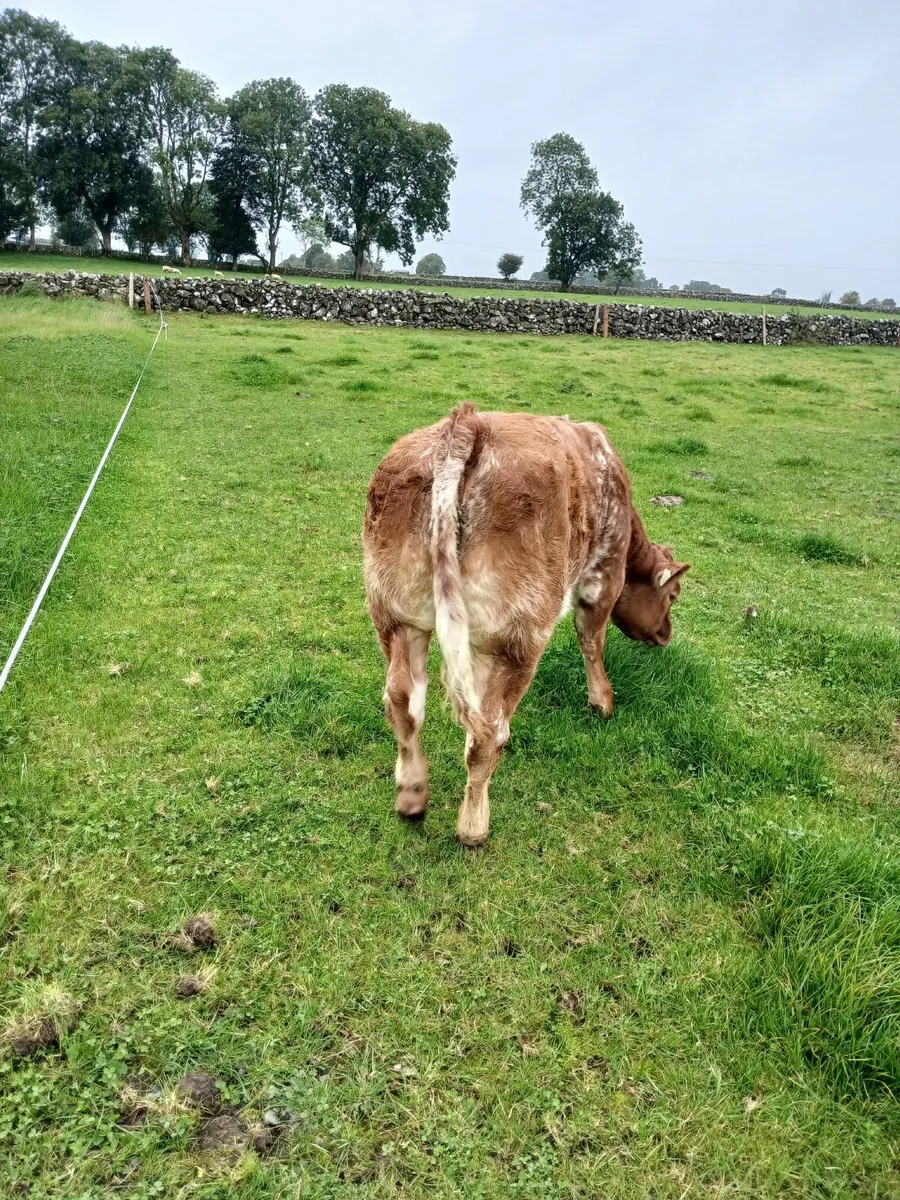 Weanling heifers for ballinrobe show and sale - Image 3