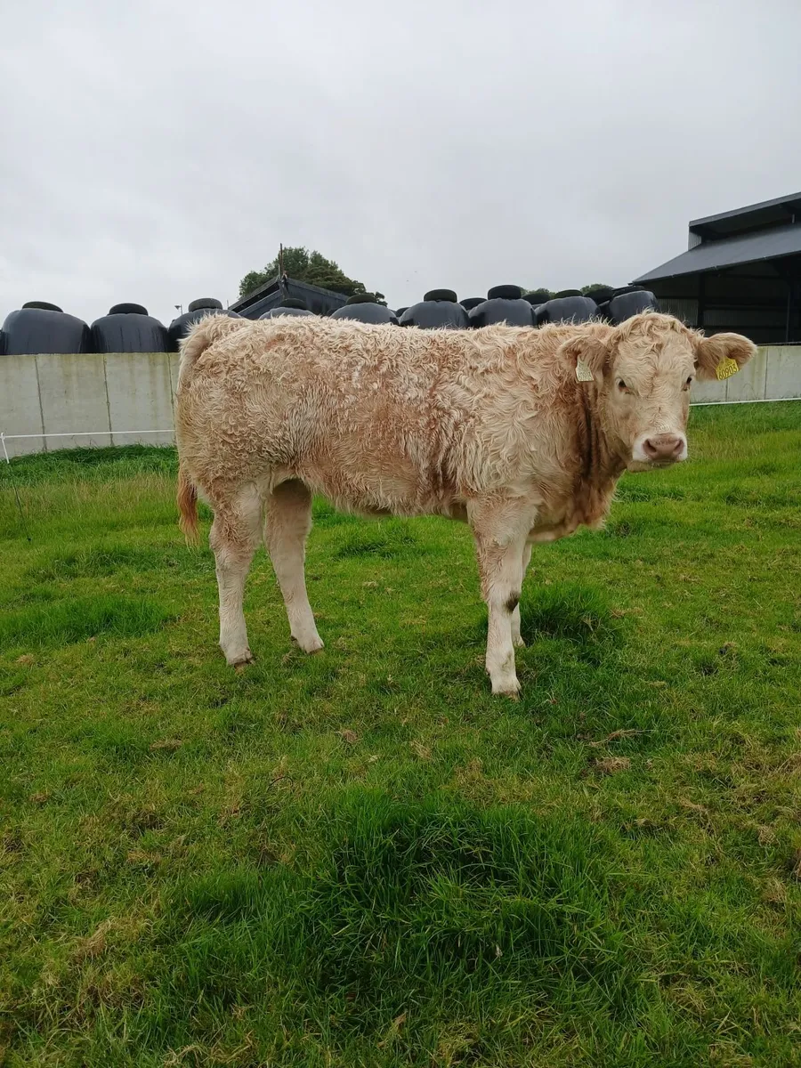 Weanling heifers for ballinrobe show and sale - Image 4