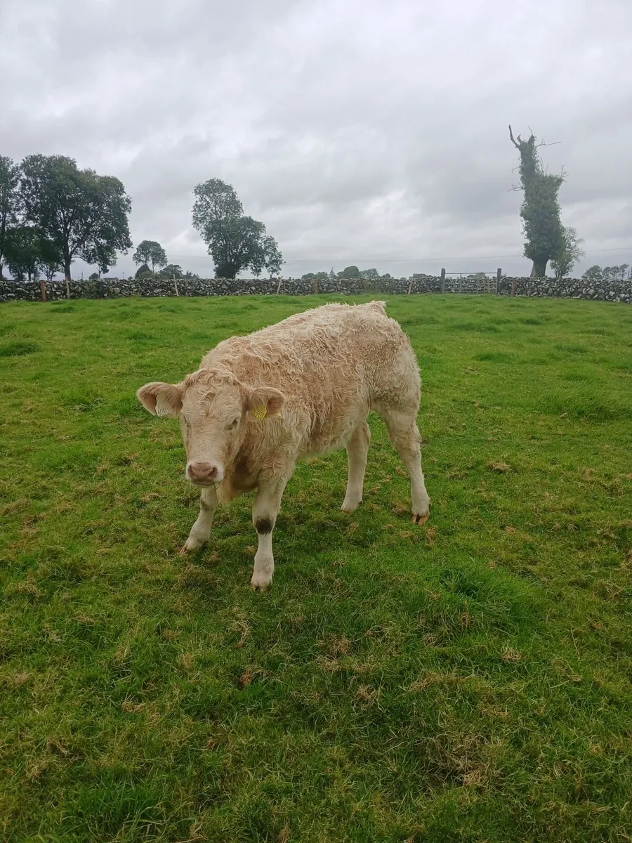 Show  type weanling - Image 2