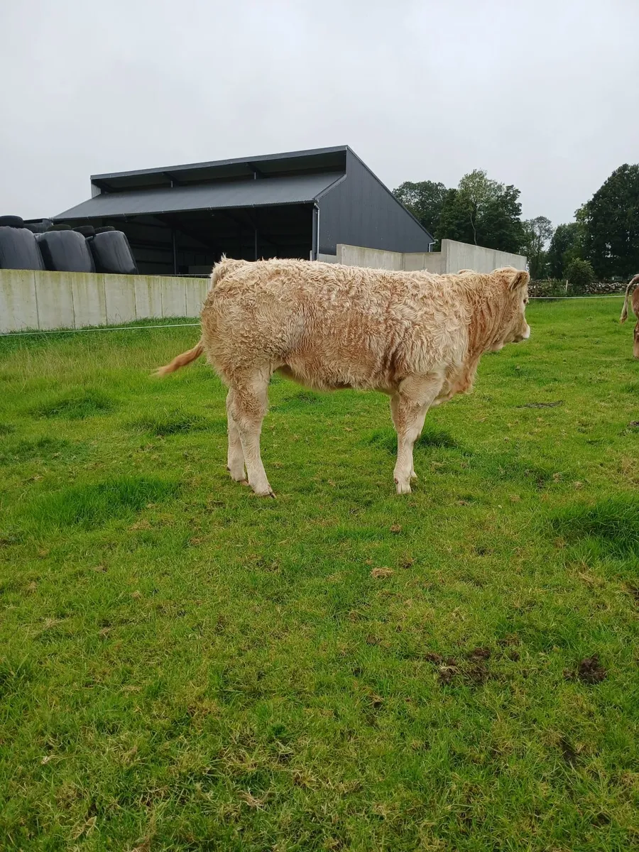 Show  type weanling - Image 3