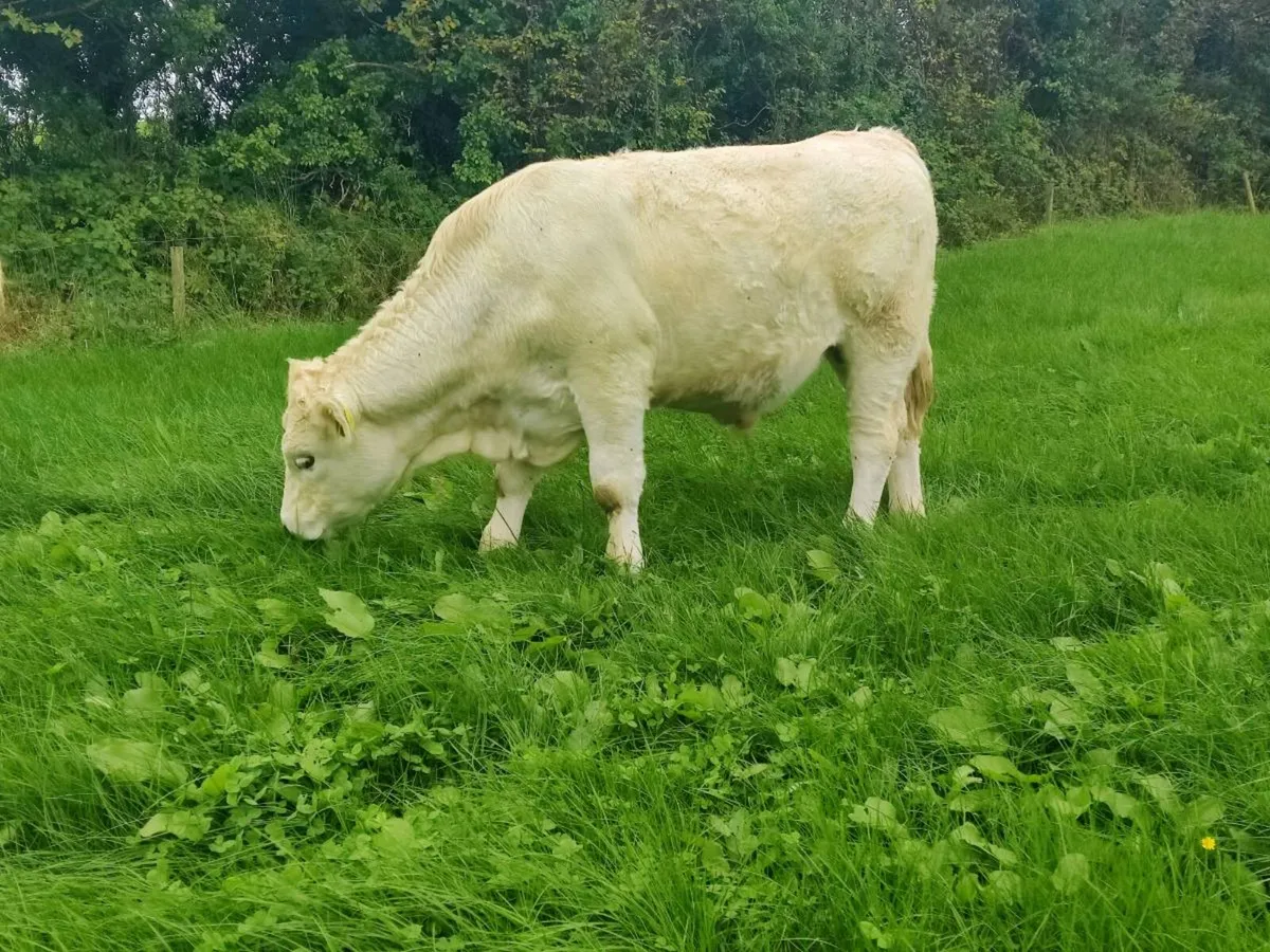 Bullock - Image 2